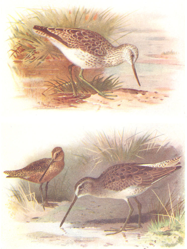 BRITISH BIRDS. Greenshank; Red-breasted Snipe. THORBURN 1925 old vintage print